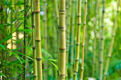 bamboo