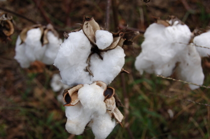 cotton